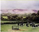 cows
